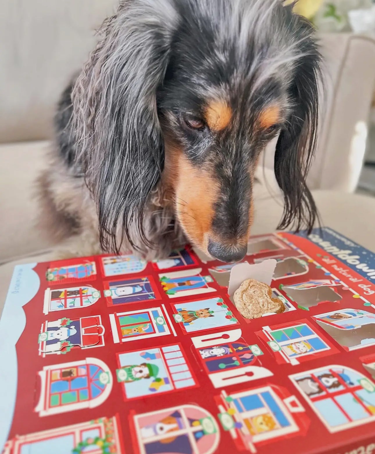 Doggy Advent Calendar